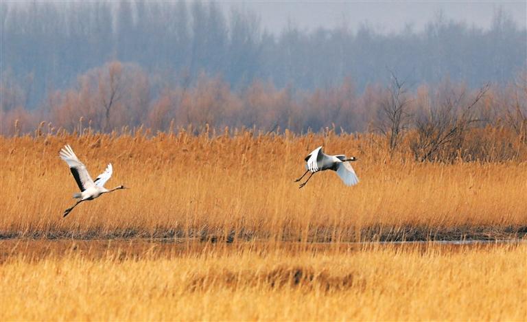春润老哈河 万羽赴芳约